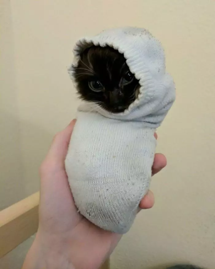 Sock Kitten