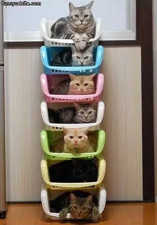 The Cat Stacker