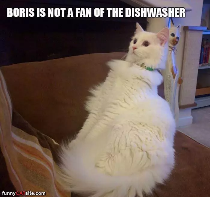 Do Not Like Dishwasher