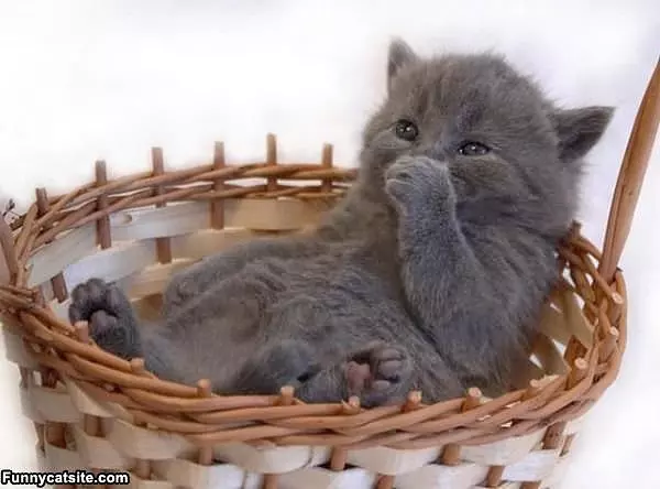 Taking A Basket Nap
