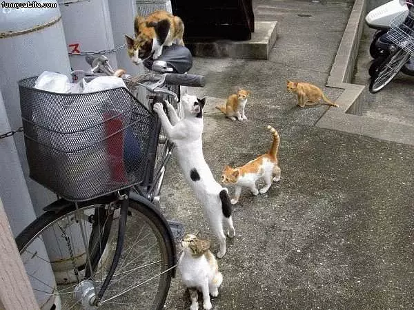 Gang Of Cats