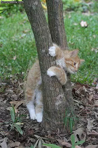 Kitten Is Stuck