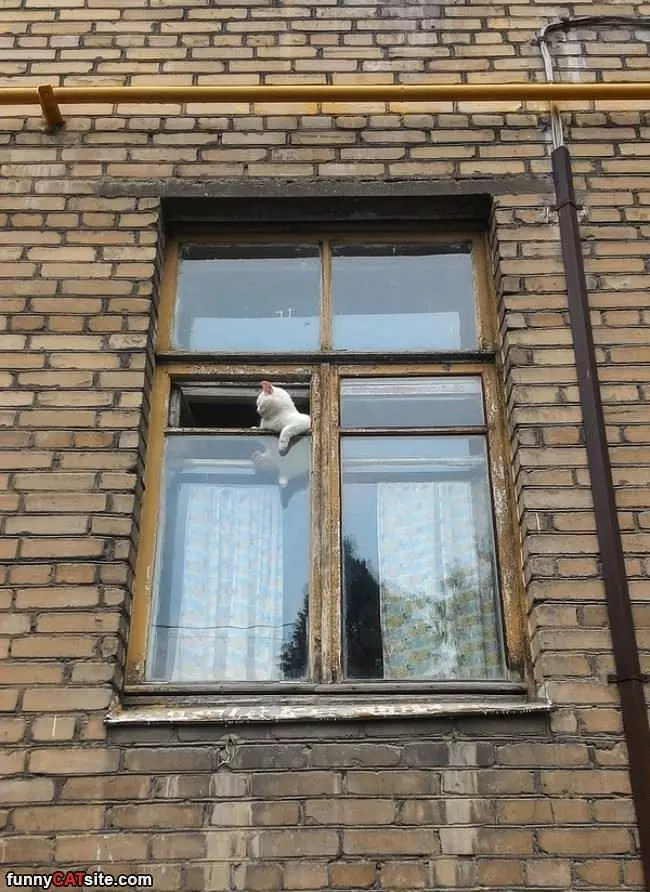 Up In The Window