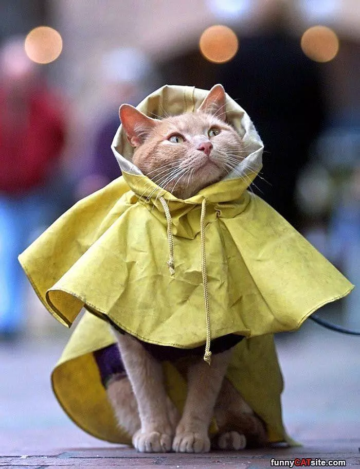 I Has A Raincoat