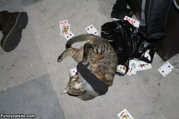 Playing Cards Cat