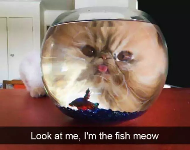 I Am A Fishy Meow