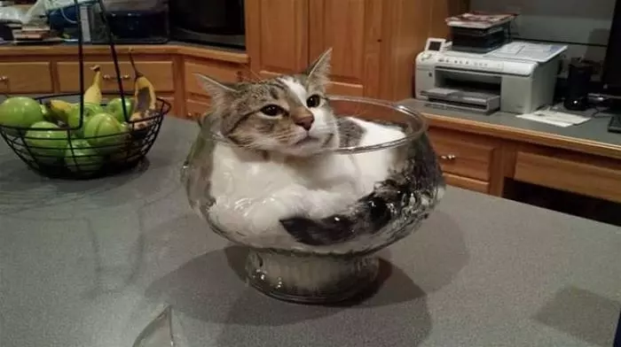 Hanging Out In A Bowl