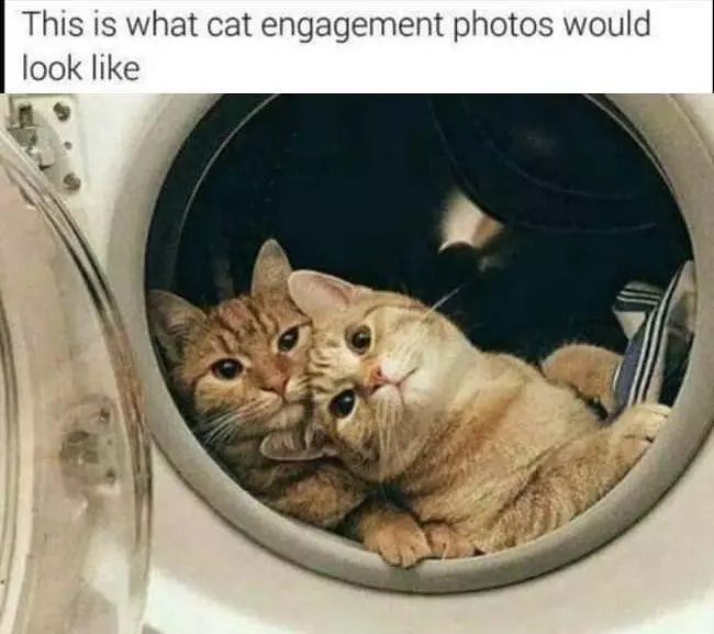 A Cat Engagement Photo