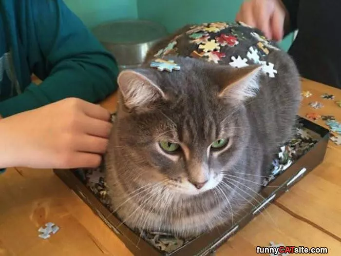 Puzzling Cat