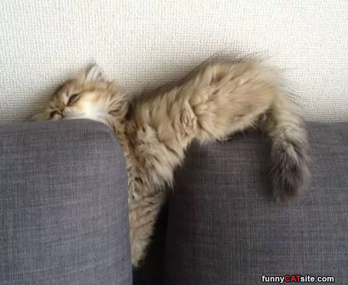 Asleep In The Couch
