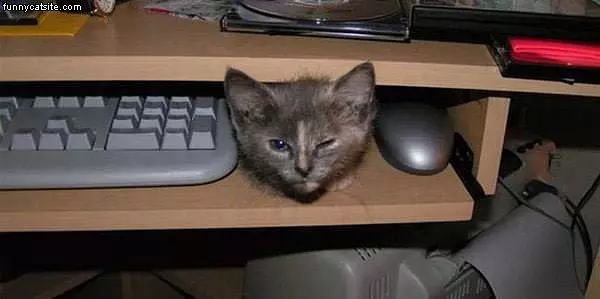 Keyboard Cat Mouse