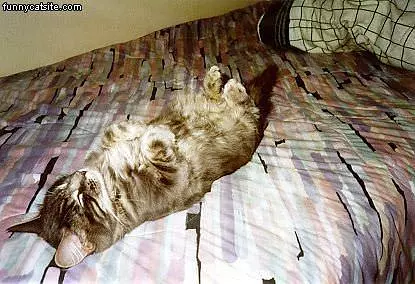 Cat Sleeping Upside Down