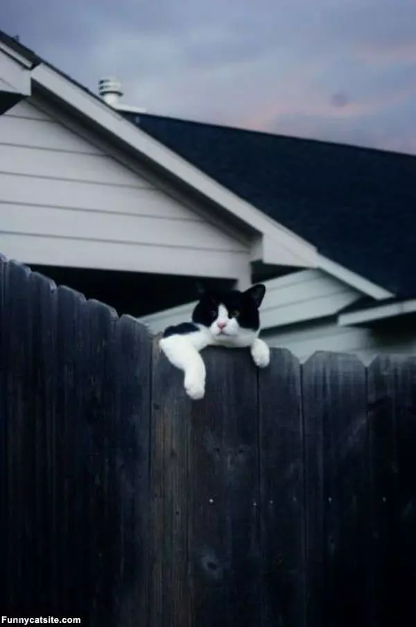 Over The Fence