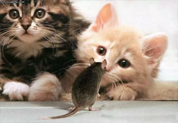 Mouse Defies Cats