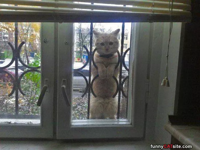 Heyyy Let Me In