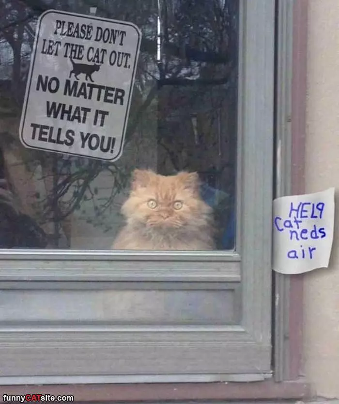 Do Not Let The Cat Out