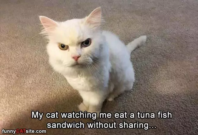 Watching Me Eat Tuna Fish