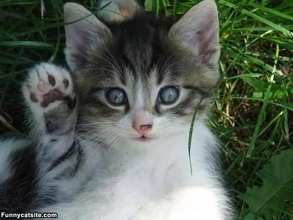 Kitten Saying Hello
