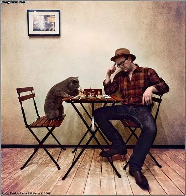 Chess Cat