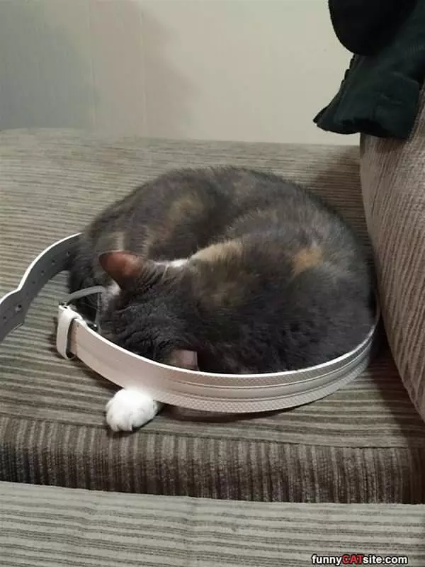 Curled Up In A Belt