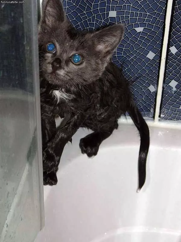 Cat In The Bath