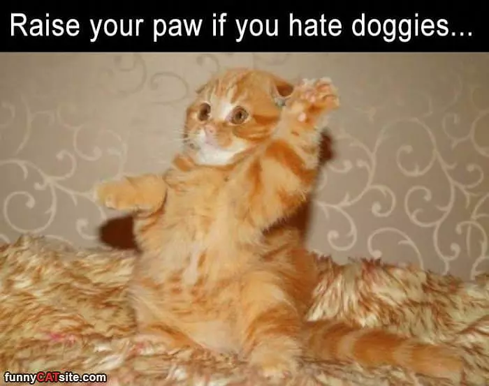 Raise Your Paws