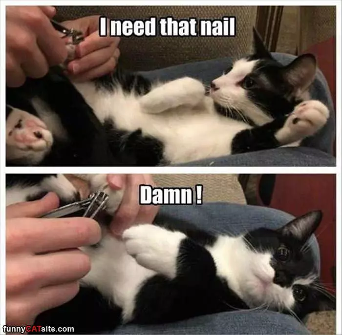 I Need That Nail