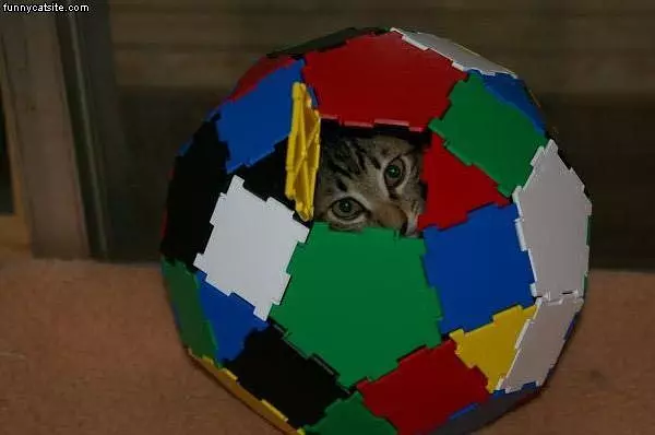 Puzzle Cat