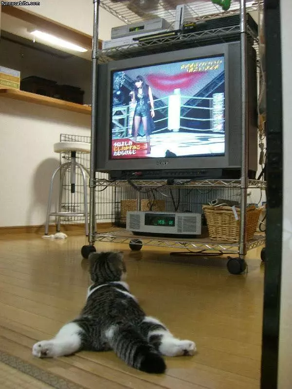 Cat Likes Tv