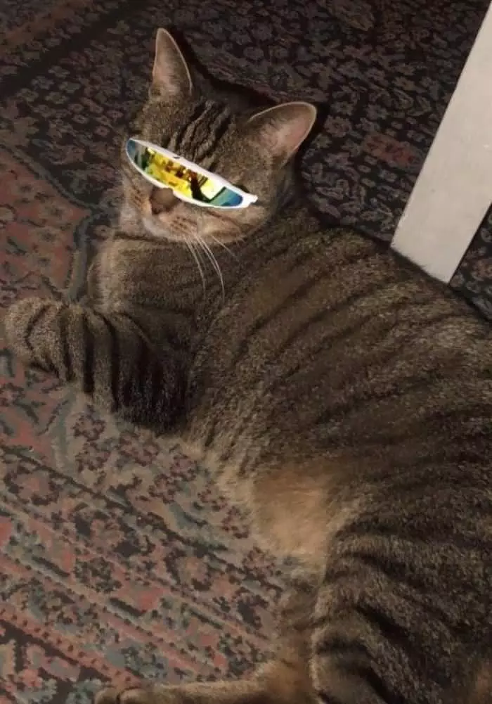 The Coolest Cat In Town