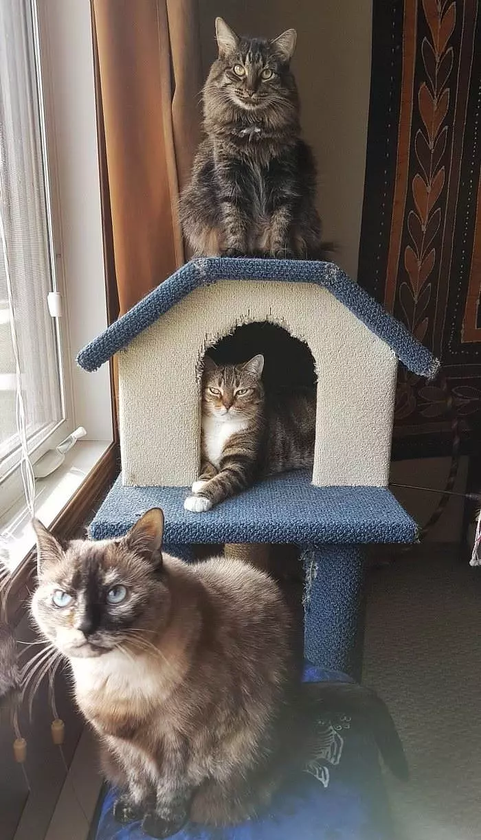 This Is A Cat House