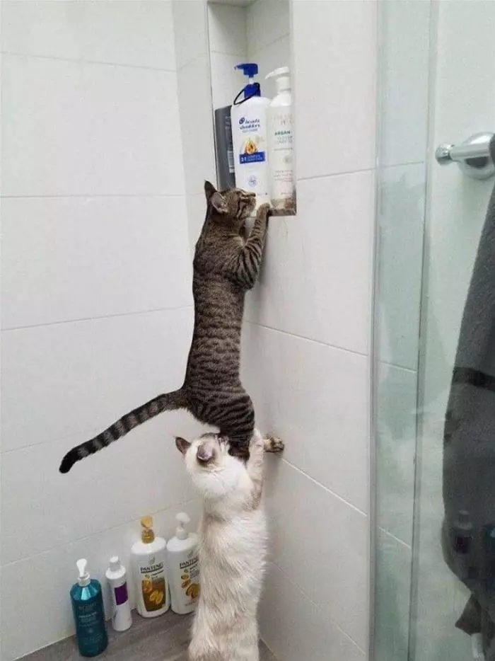 Stacking Cats