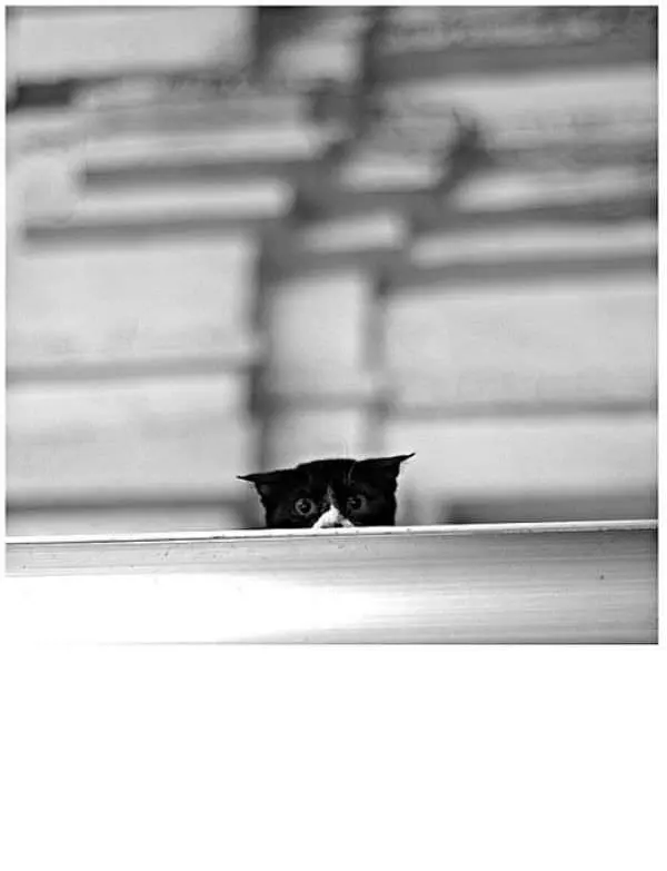 Ninja Cat Peeking