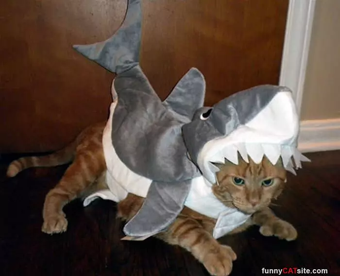 A Shark Cat