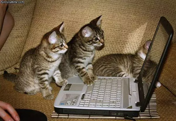 Laptop Cats