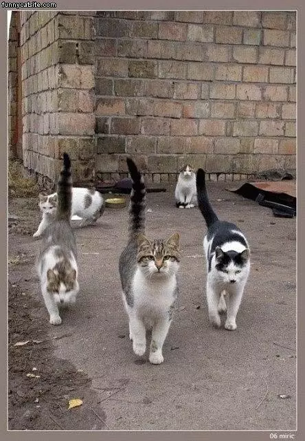 Back Alley Cats