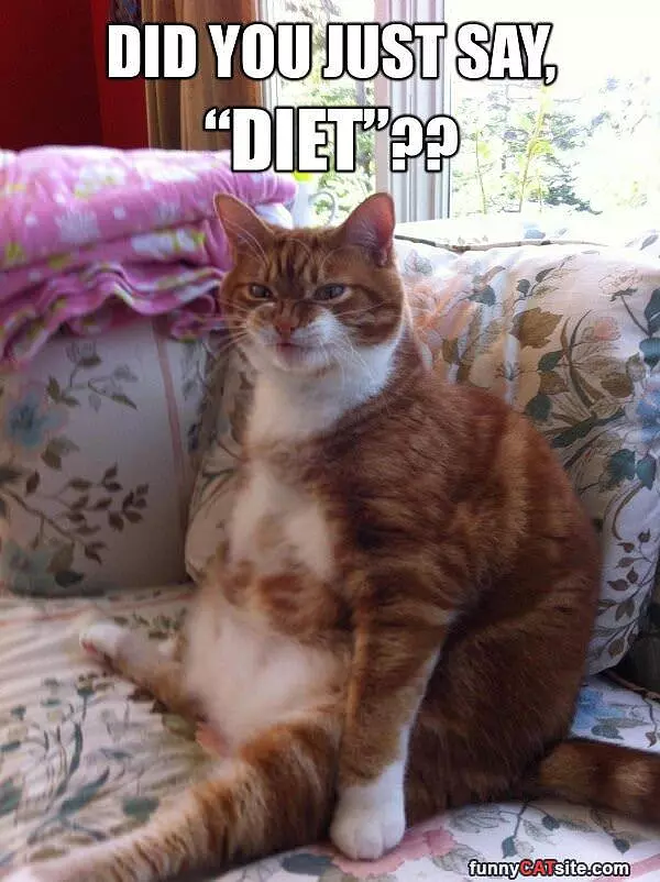 Did You Say Diet