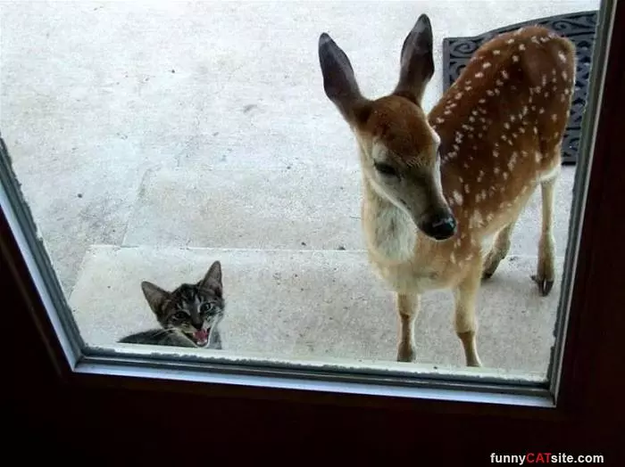 Can You Let Me In