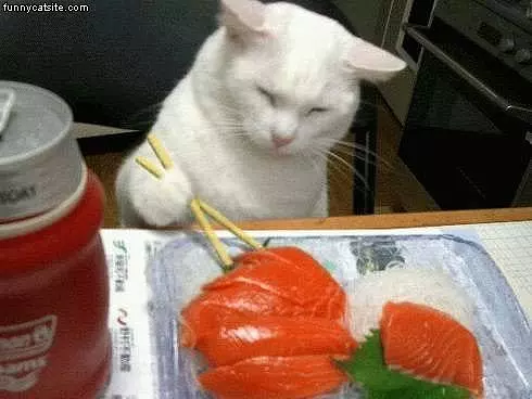 Cat Eatting Sushimi