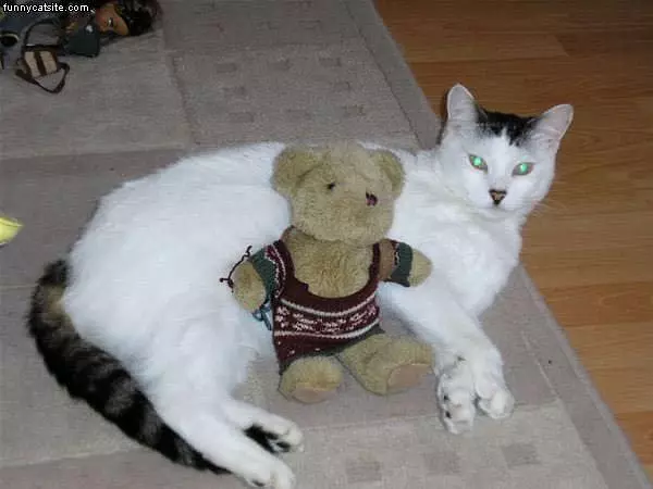 Cat With Bear
