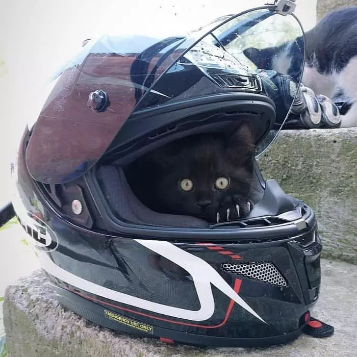 Race Kitty