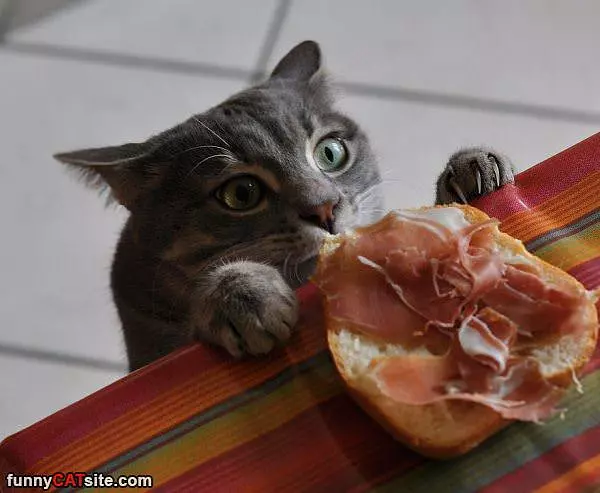Can I Has This Sandwich