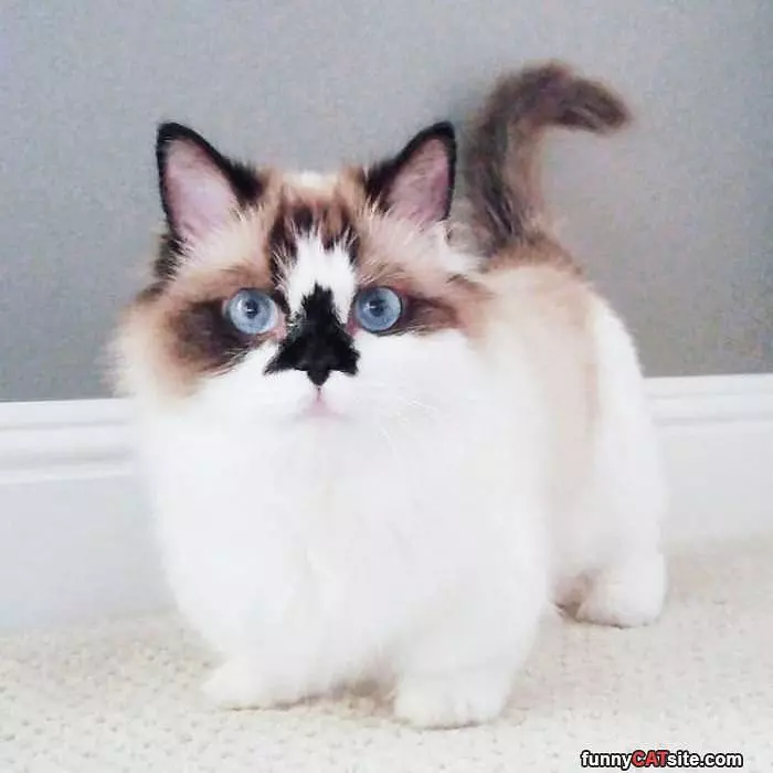 A Tiny Fluffy Kitty