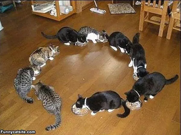 Circle Cats
