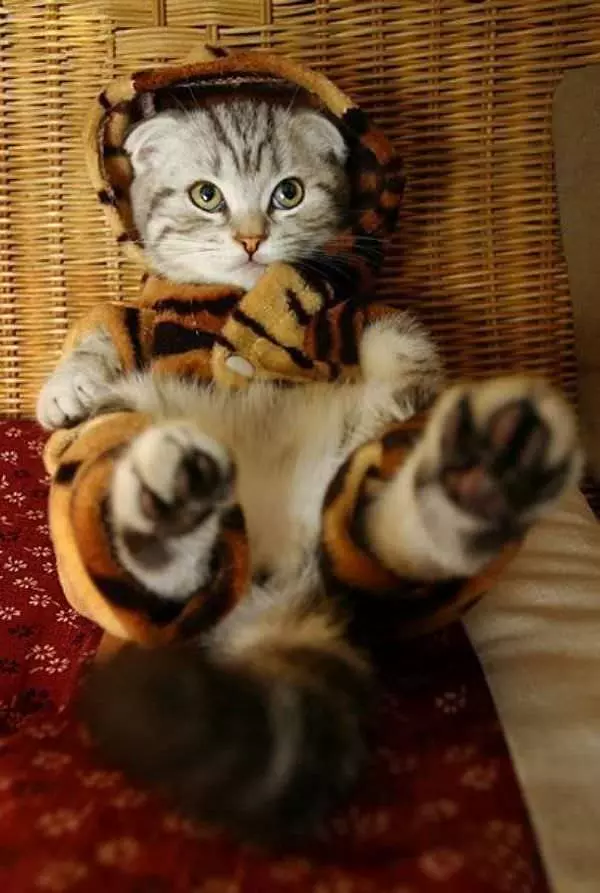 I A Tiger