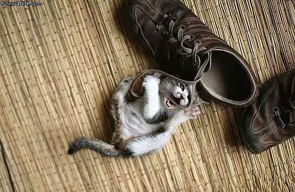 Kitten Plaing With Shoe Laces