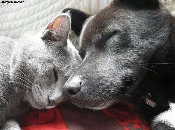Gray Cat With Gray Dog