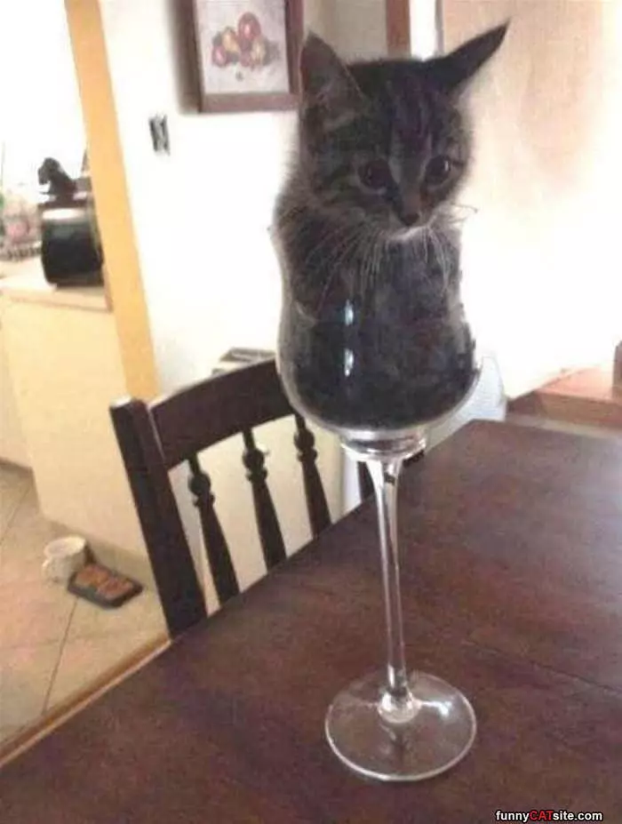 Big Glass Of Cat