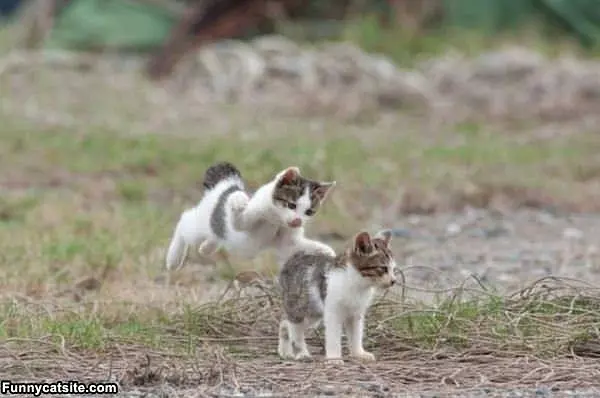 Cute Kitten Attack