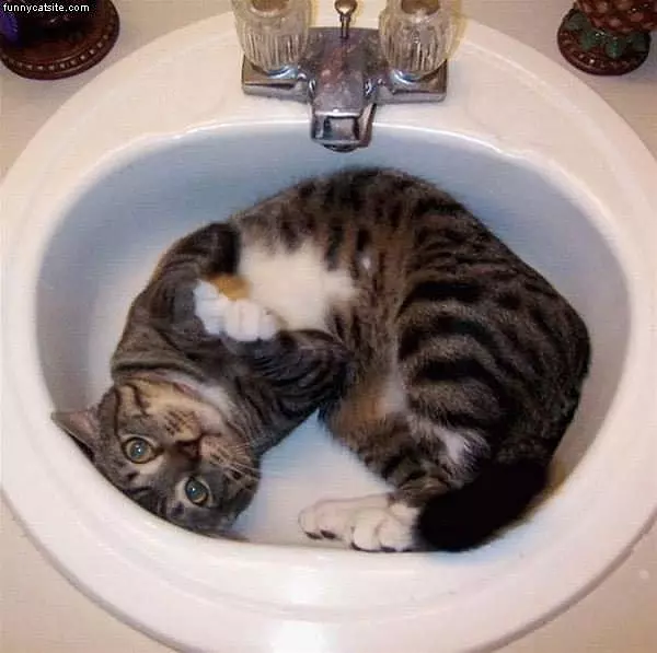 Cute Cat In Sink